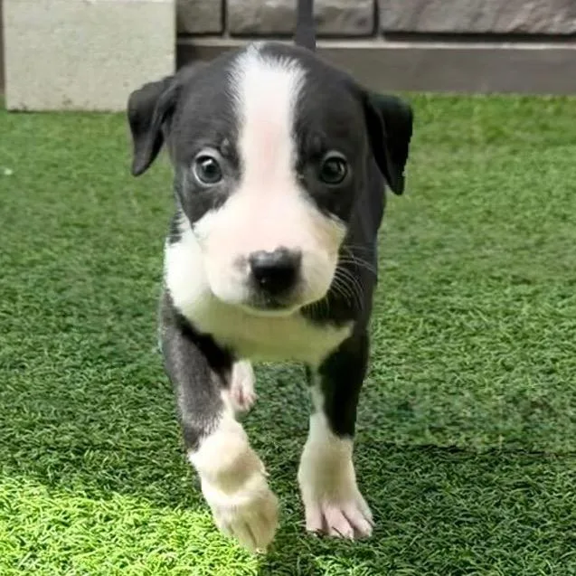 A baby medium-sized female Mixed Breed dog named Tilly for adoption in LOXAHATCHEE, FL