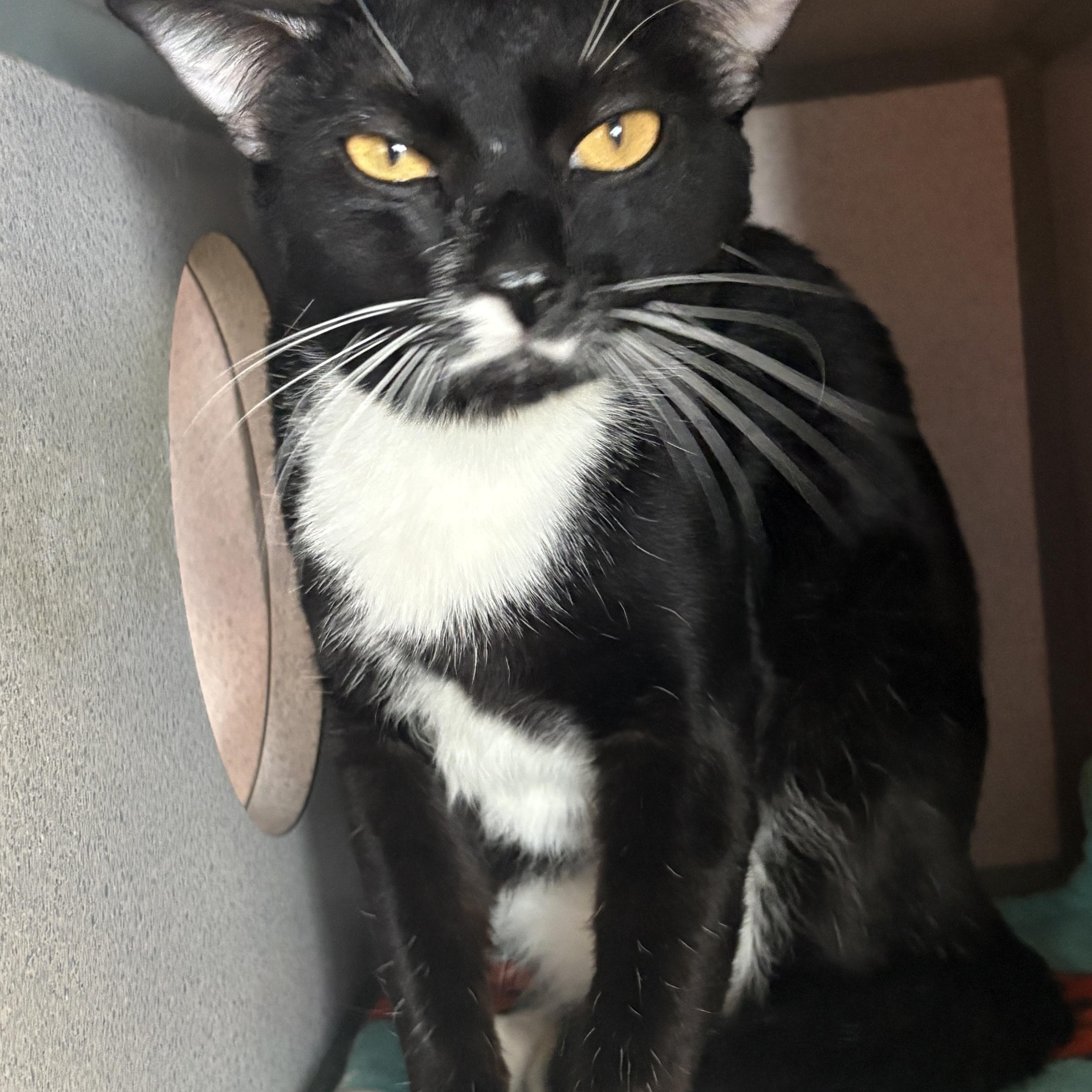 An adult medium-sized male Black & White / Tuxedo Domestic Short Hair cat named Mickey & Oliver for adoption in Grass Valley, CA