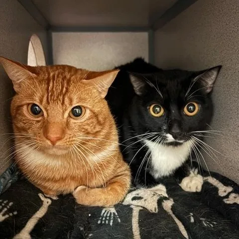 Mickey & Oliver thumbnail 3