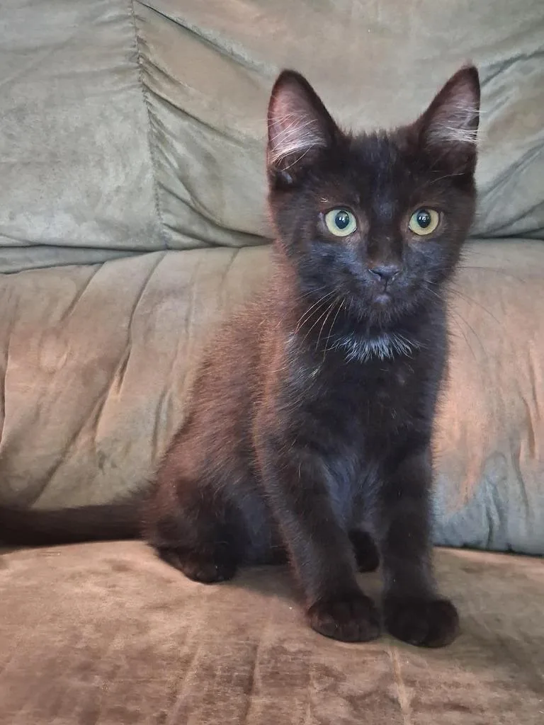 A baby medium-sized male Domestic Short Hair cat named Sweetart for adoption in Salt Lake City, UT