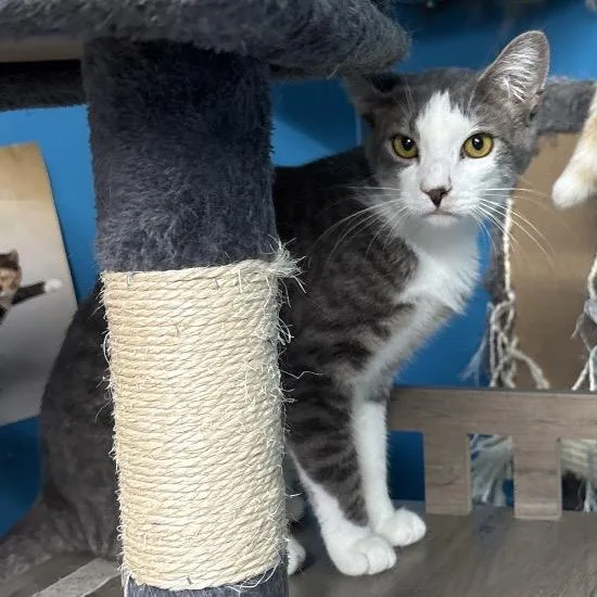 A young small-sized male Gray / Blue / Silver Domestic Short Hair cat named Appa for adoption in Hinesville, GA