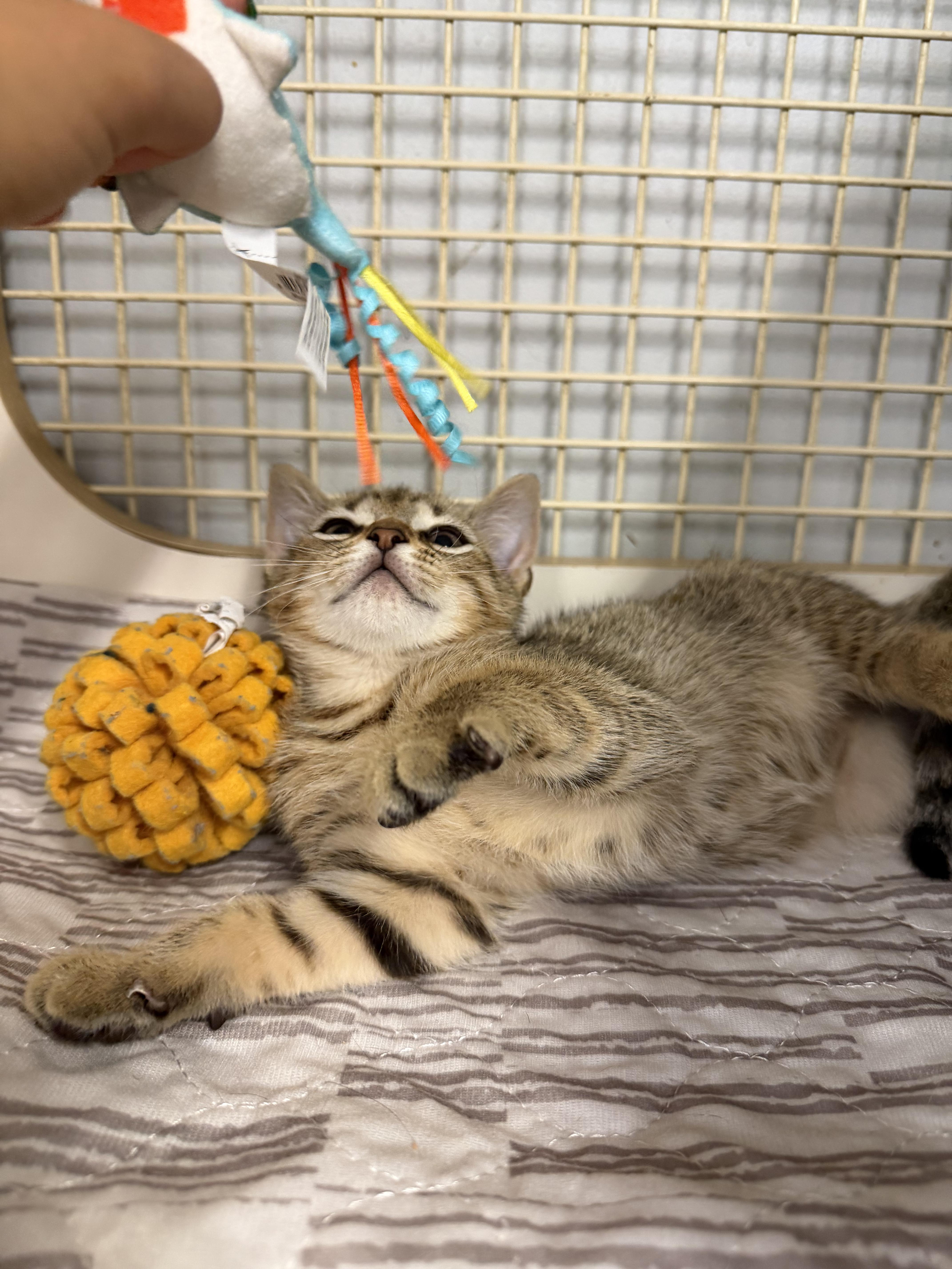 Sophia thumbnail 6