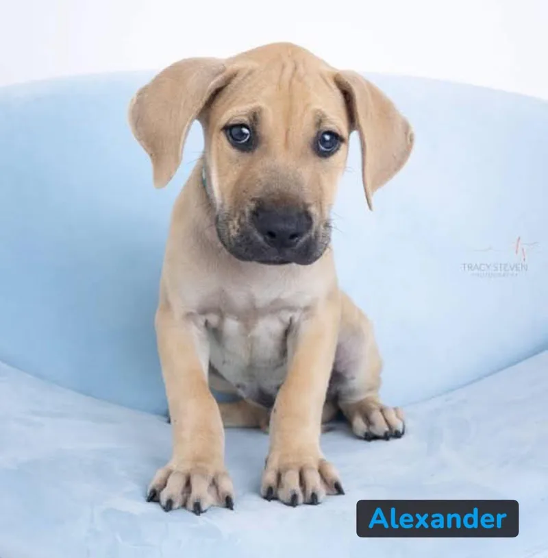 Alexander