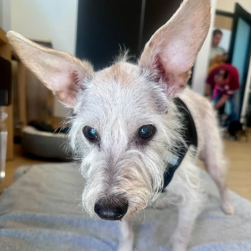 A senior small-sized male White / Cream Schnauzer dog named Dig It for adoption in San Francisco, CA