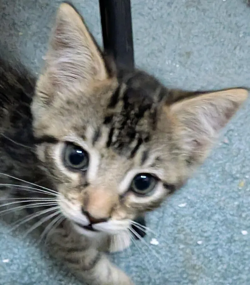 A baby small-sized female Brown / Chocolate Domestic Short Hair cat named Tiger for adoption in Lancaster, CA