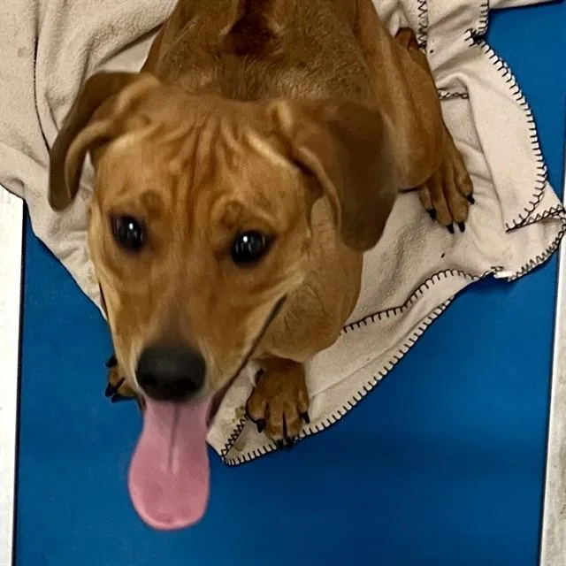 A young large-sized male Rhodesian Ridgeback dog named Benny for adoption in St. Louis, MO