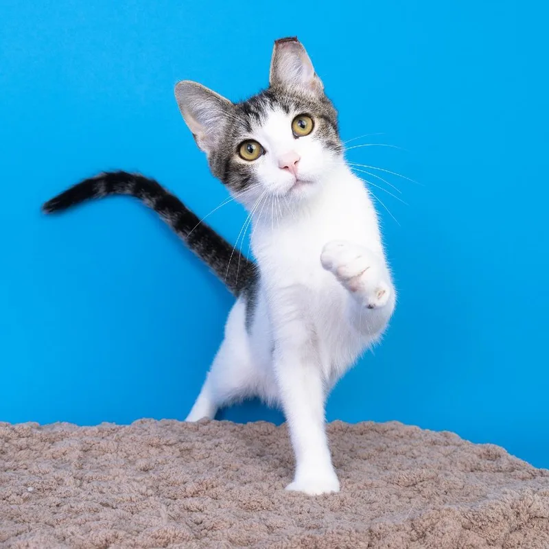 A young medium-sized male White Domestic Short Hair cat named Marcus for adoption in Franklin, TN
