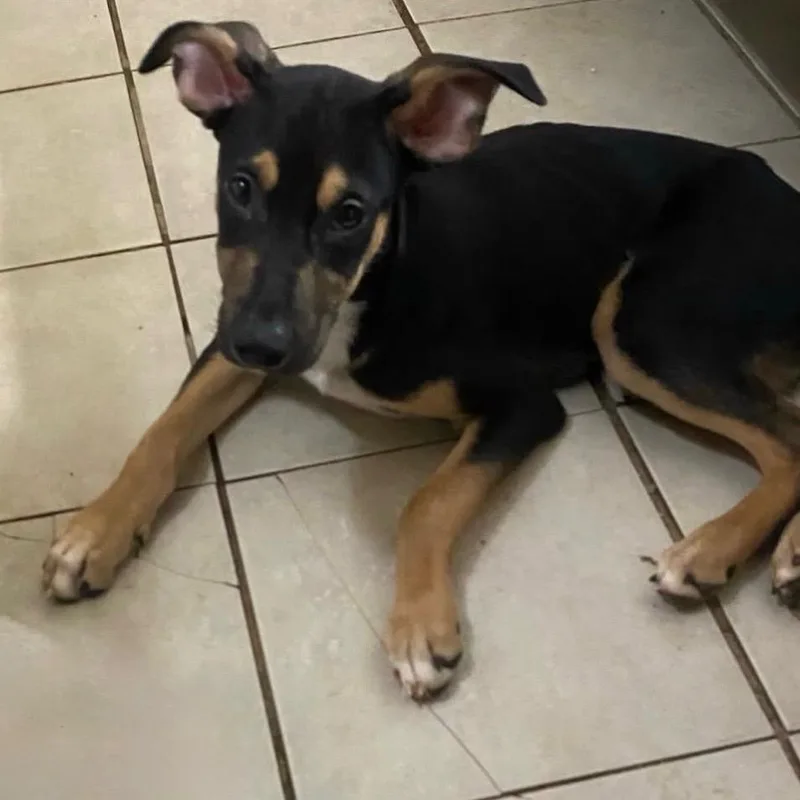 A young small-sized male Black German Shepherd Dog dog named Totopo for adoption in Lakewood, CO