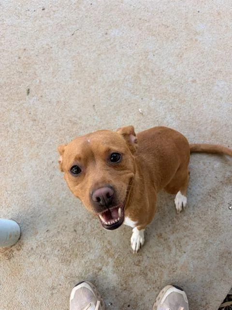 A young medium-sized female Chihuahua dog named Georgia for adoption in Charlotte, NC