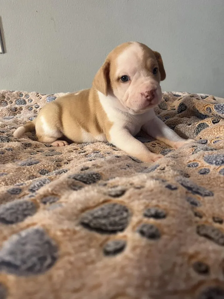 A baby small-sized male Tricolor (Brown, Black, & White) American Bulldog dog named Milkshake  Lola Mae for adoption in Lakeland, FL
