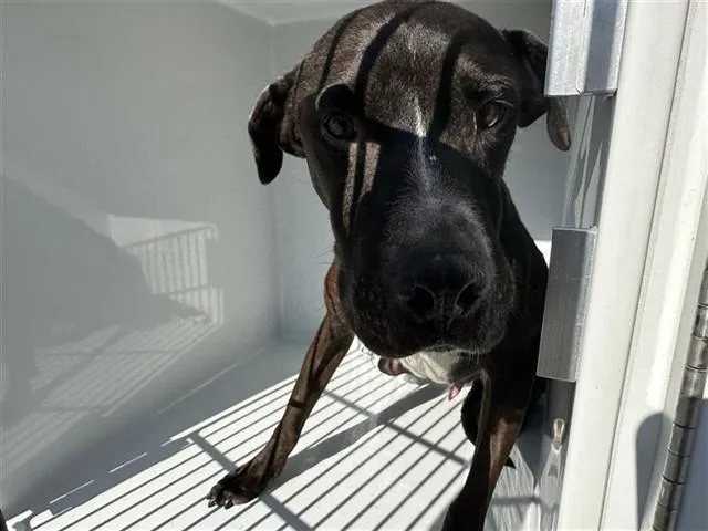 An adult large-sized male Labrador Retriever dog named Chucho for adoption in Houston, TX