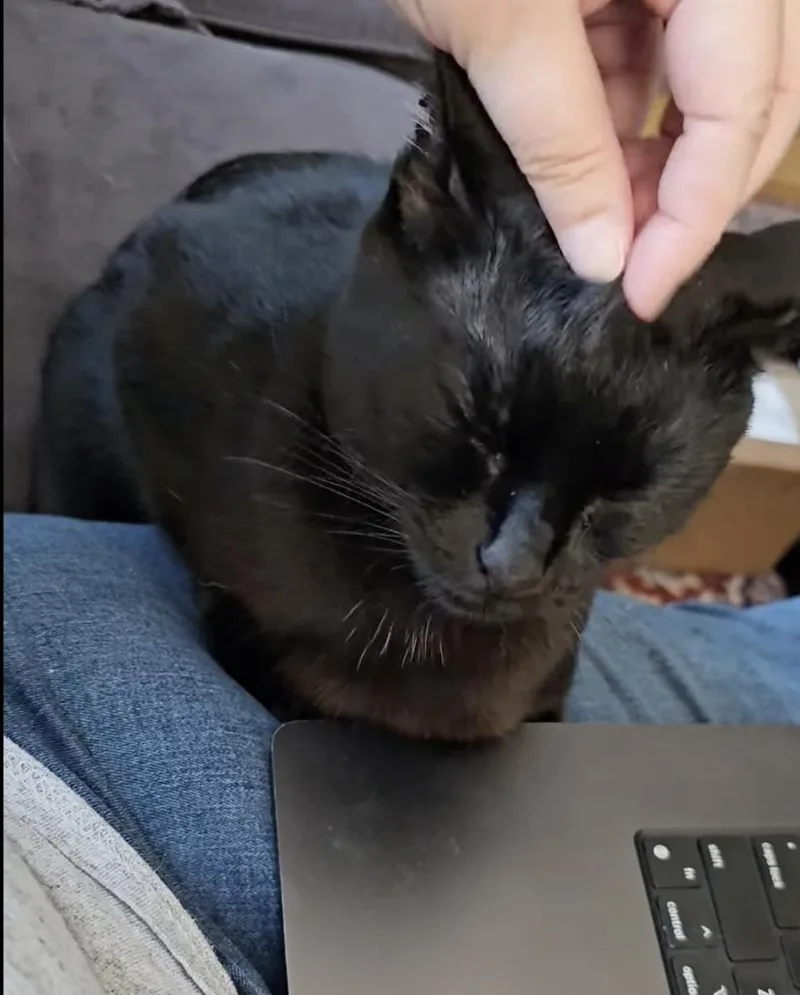 Green Day Mama:  thumbnail 2