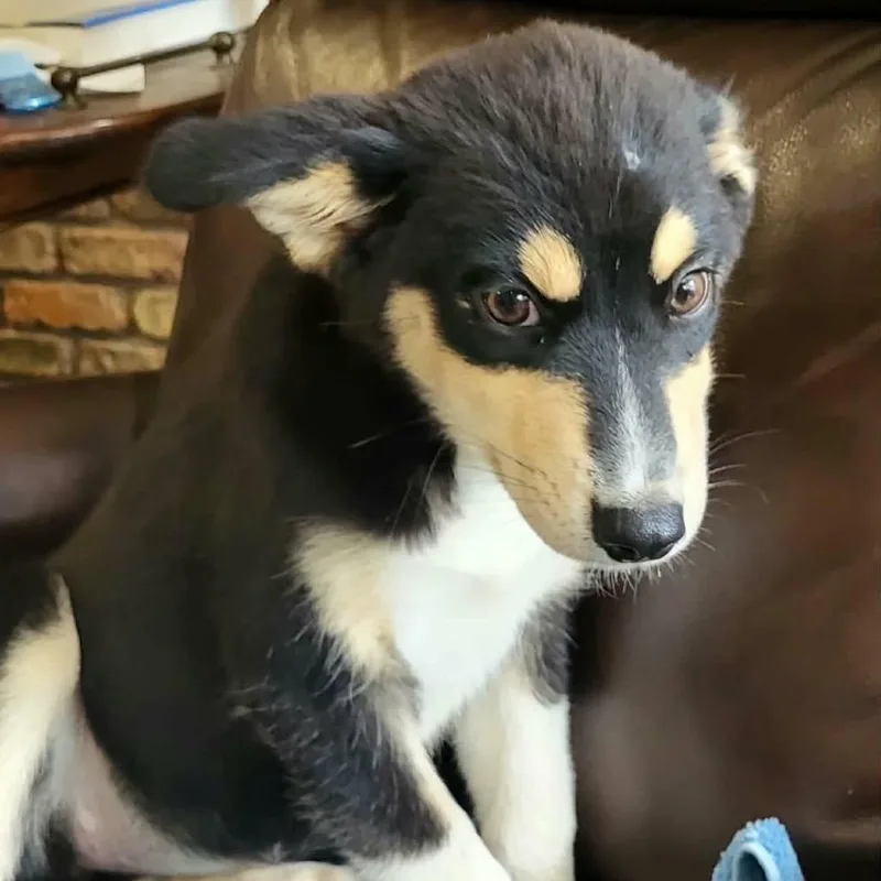 A baby medium-sized female Black Husky dog named Kera for adoption in Wadena, MN