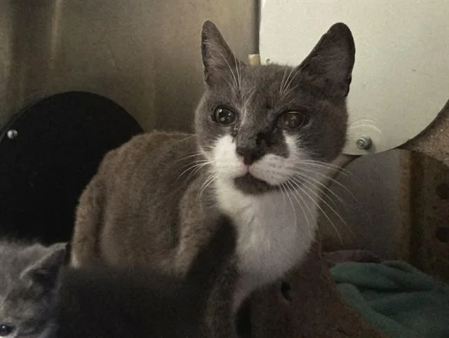 An adult medium-sized female Domestic Short Hair cat named Pebble for adoption in Martinez, CA