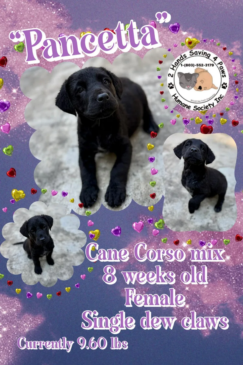 A baby large-sized female Cane Corso dog named Pancetta for adoption in Thomson , GA