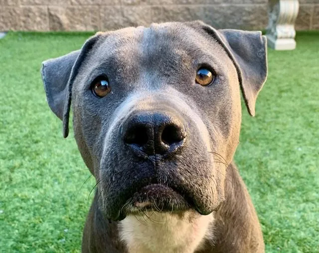 A young medium-sized female Pit Bull Terrier dog named SAVE ME PLEASE Blume for adoption in San Marcos, CA