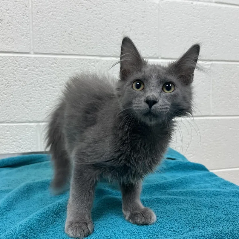 A baby small-sized male Gray / Blue / Silver Domestic Medium Hair cat named Steve for adoption in Lyndhurst, VA