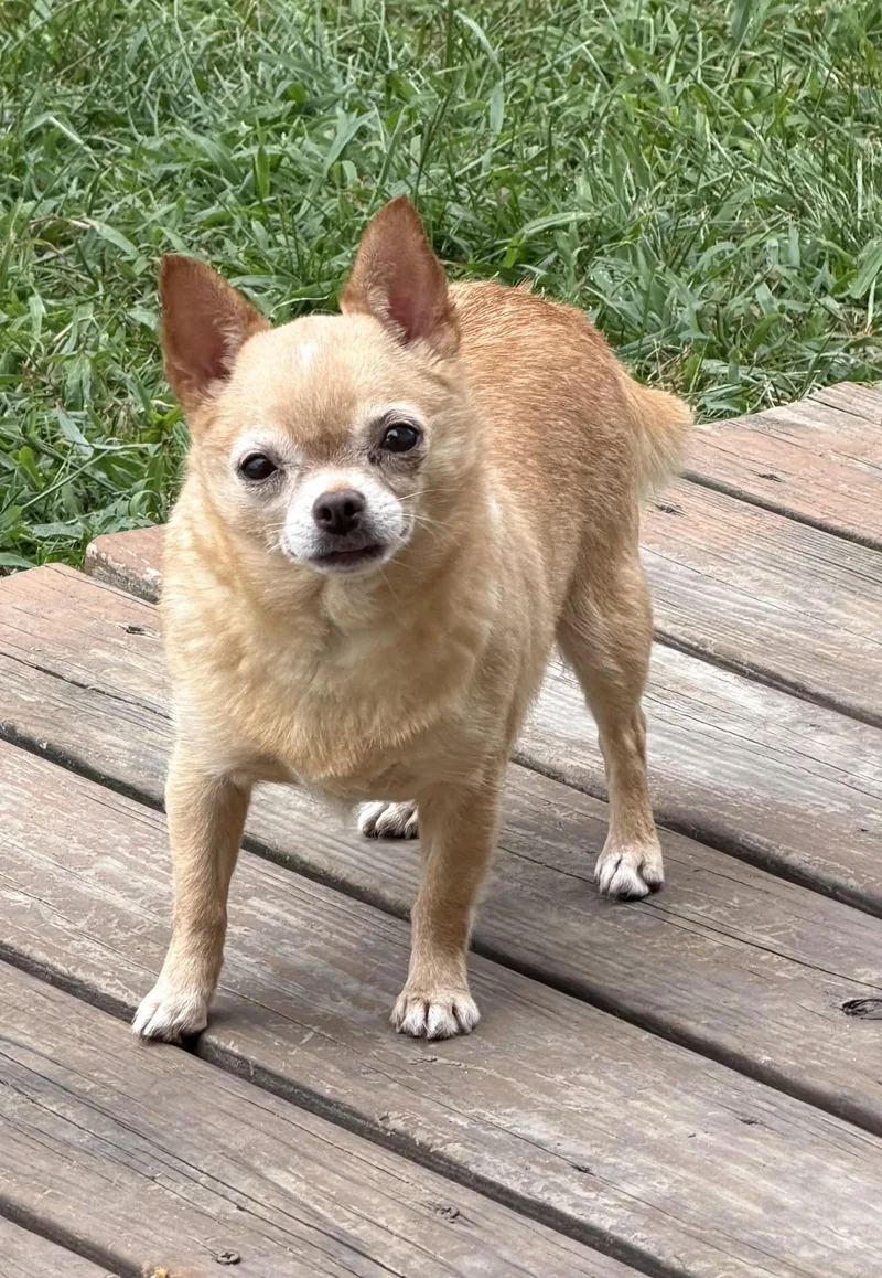 A young small-sized female Apricot / Beige Chihuahua dog named Margie for adoption in Franklinville, NJ