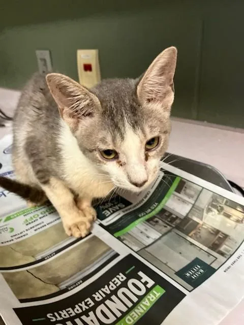 A young small-sized female Domestic Short Hair cat named Weevil for adoption in Jacksonville, FL