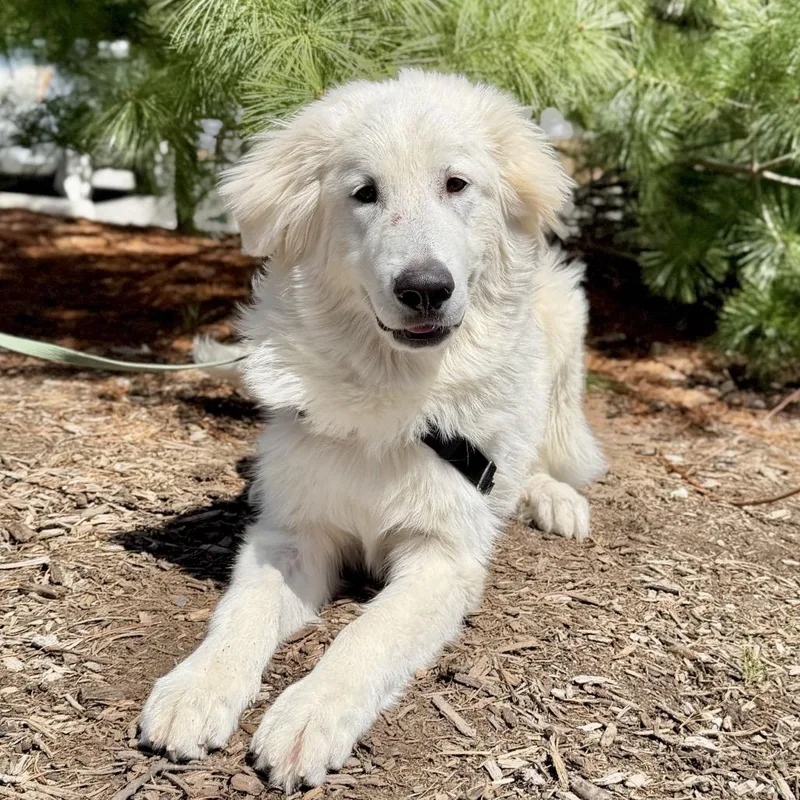 A young large-sized male White / Cream Great Pyrenees dog named Kolter for adoption in East Hampton, NY