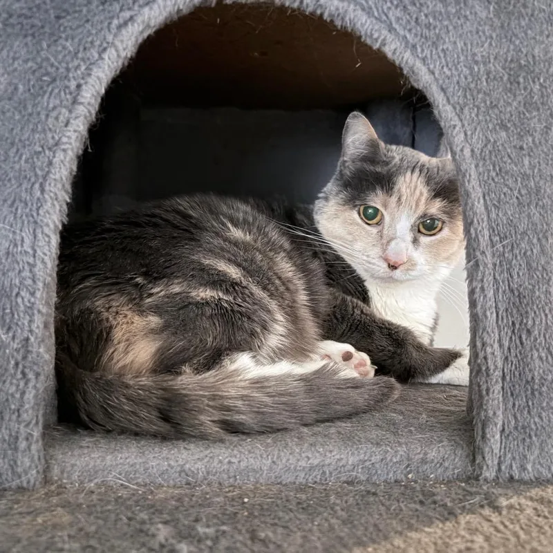 A senior large-sized female Calico Domestic Short Hair cat named Louise for adoption in Nashville, TN