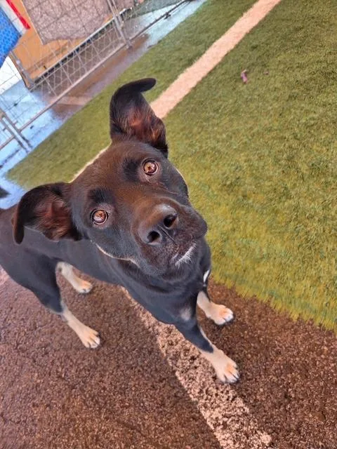 An adult medium-sized male Mixed Breed dog named Mouse for adoption in Kellogg, ID