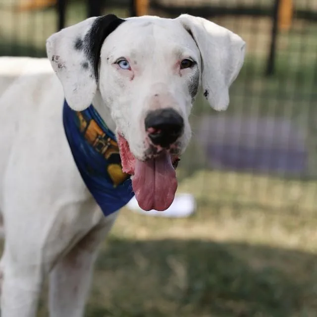 A young large-sized male Great Dane dog named Odin for adoption in San Antonio, TX