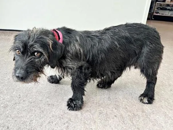 A young medium-sized female Terrier dog named Rumor for adoption in Saint Louis, MO