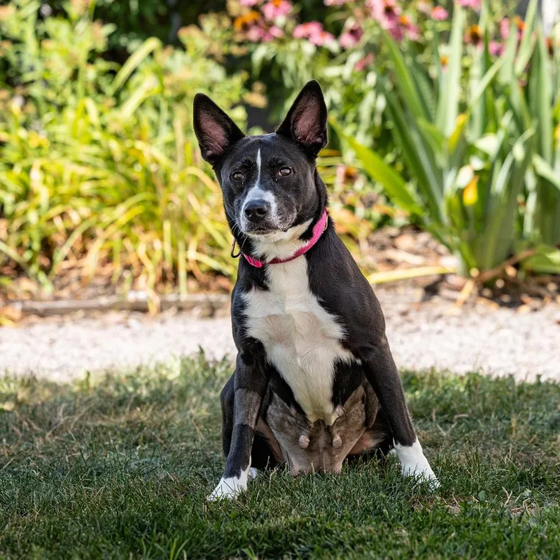 An adult medium-sized female Black Carolina Dog dog named Cora for adoption in Council Bluffs, IA