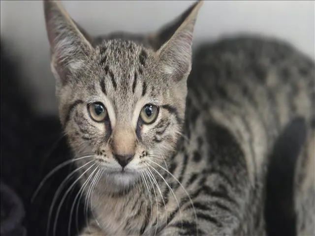 A baby small-sized female Domestic Short Hair cat named Pawtunia for adoption in Los Angeles, CA