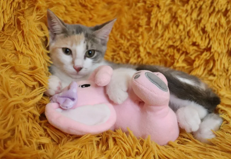 A baby medium-sized female Dilute Calico cat named Lady for adoption in Saint Augustine, FL