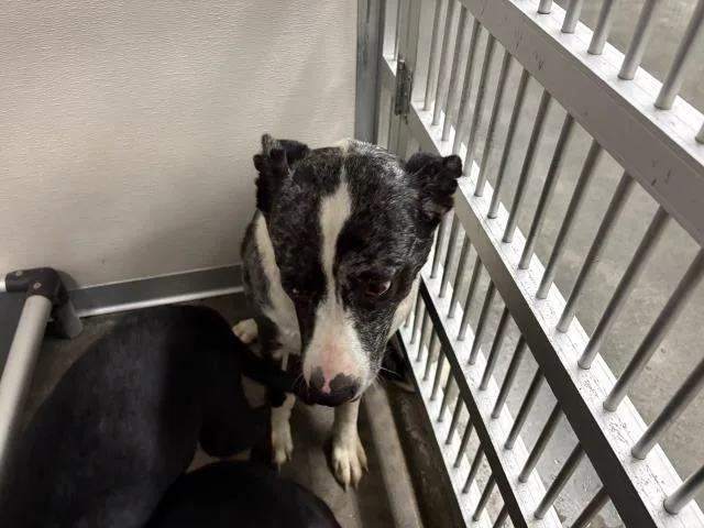 A young medium-sized female Australian Cattle Dog / Blue Heeler dog named Bindi for adoption in Panama City, FL