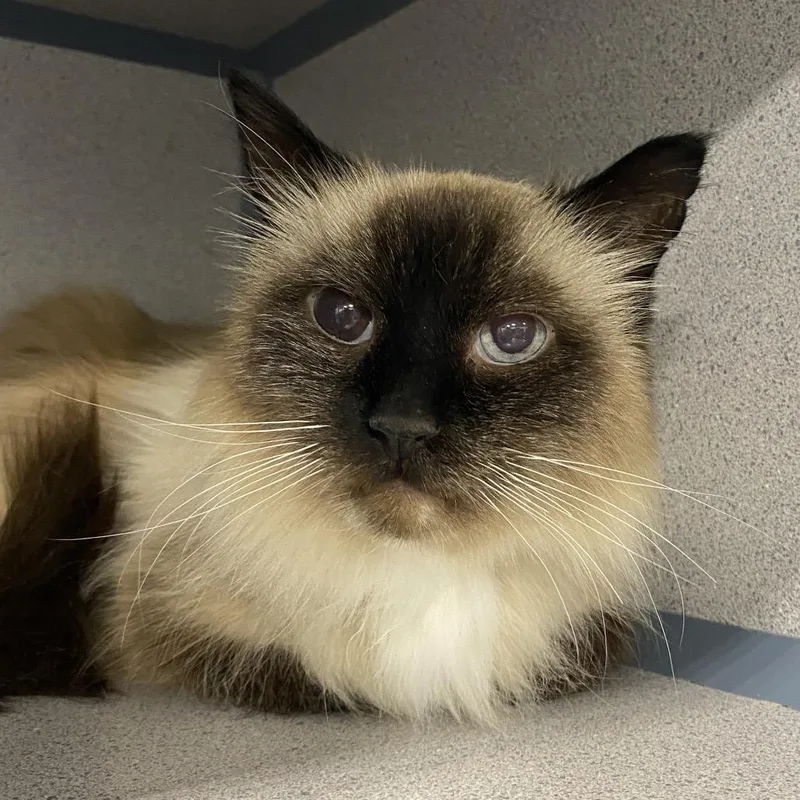 A senior medium-sized male Seal Point Domestic Long Hair cat named Perceval for adoption in Sheridan, WY