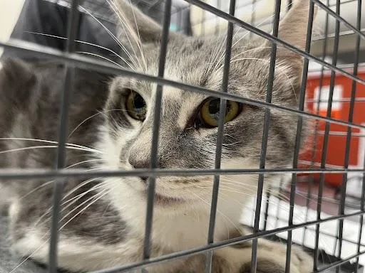 An adult medium-sized male Domestic Medium Hair cat named Steve for adoption in Las Vegas, NV