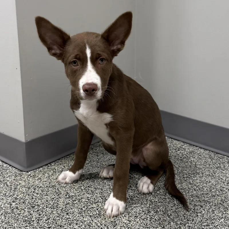 A young medium-sized female Brown / Chocolate Mixed Breed dog named Chips for adoption in Detroit, MI