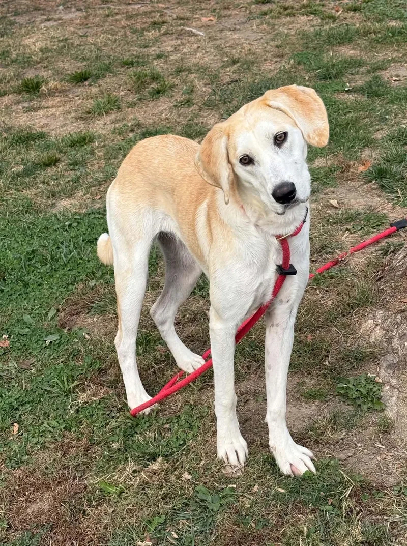 An adult large-sized female Yellow / Tan / Blond / Fawn Labrador Retriever dog named Paisley for adoption in Springfield, IL