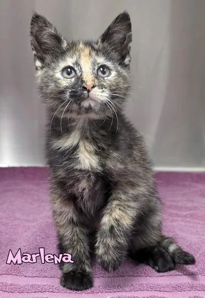 A baby small-sized female Domestic Short Hair cat named Marlena for adoption in Mason, MI
