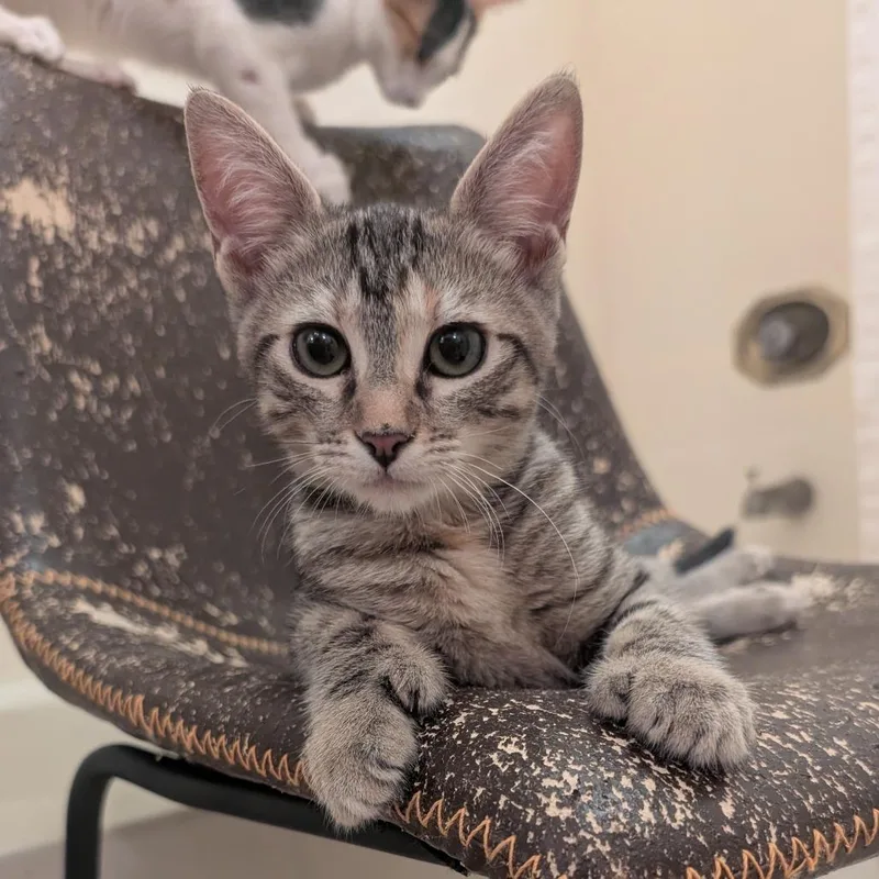 Sweetheart thumbnail 2