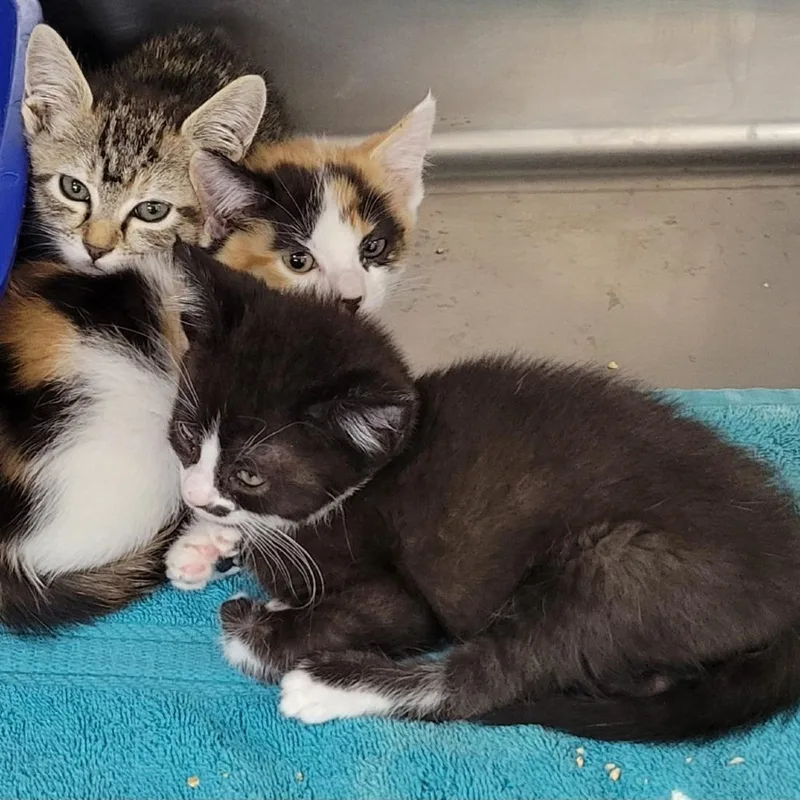 Sweetheart thumbnail 3