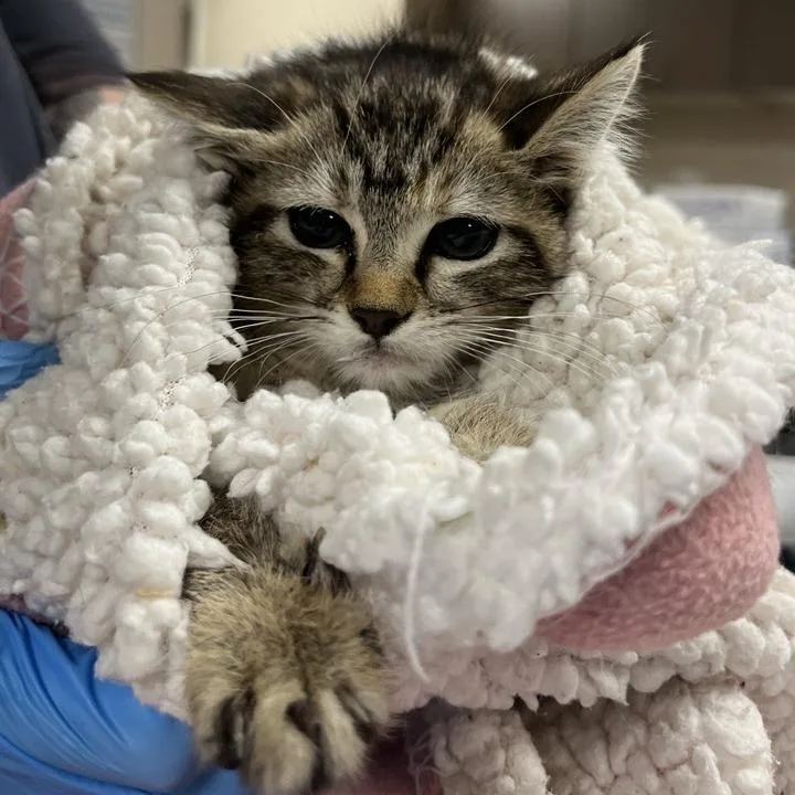 Sweetheart thumbnail 4