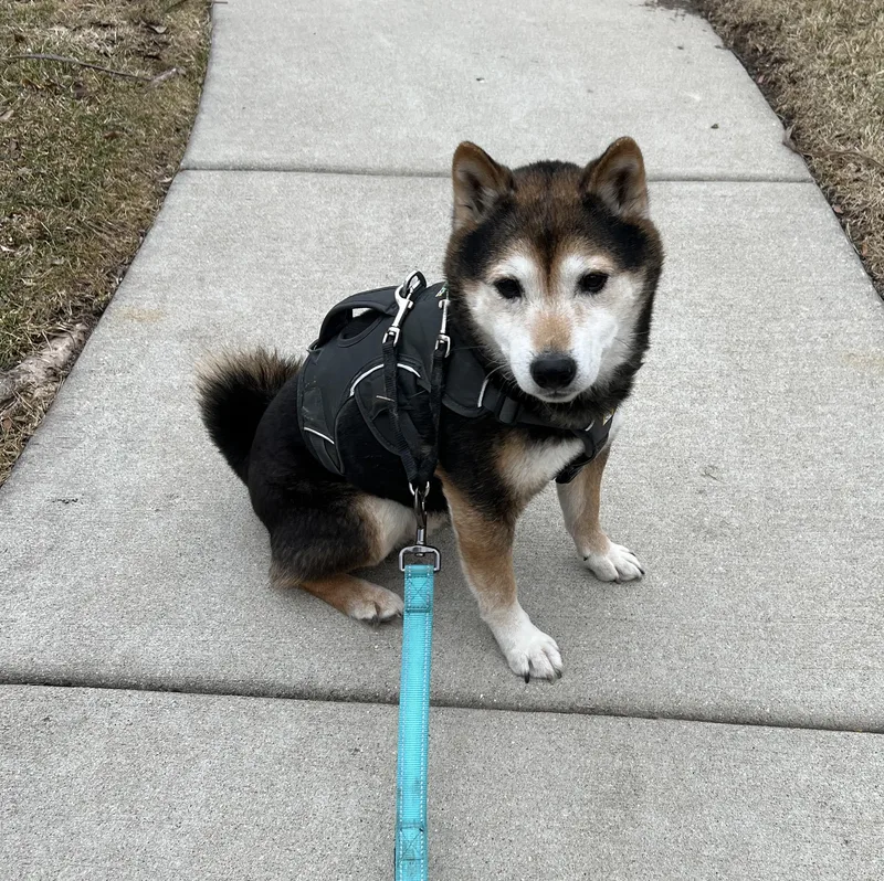 A senior medium-sized male Tricolor (Brown, Black, & White) Shiba Inu dog named Nyak for adoption in Chicago, IL
