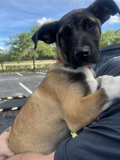 A baby small-sized female German Shepherd Dog dog named Zuri for adoption in Fort Myers, FL