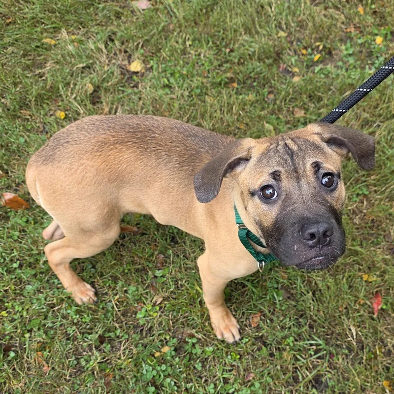 A young medium-sized male Brown / Chocolate Mixed Breed dog named Johnny for adoption in Greensboro, NC