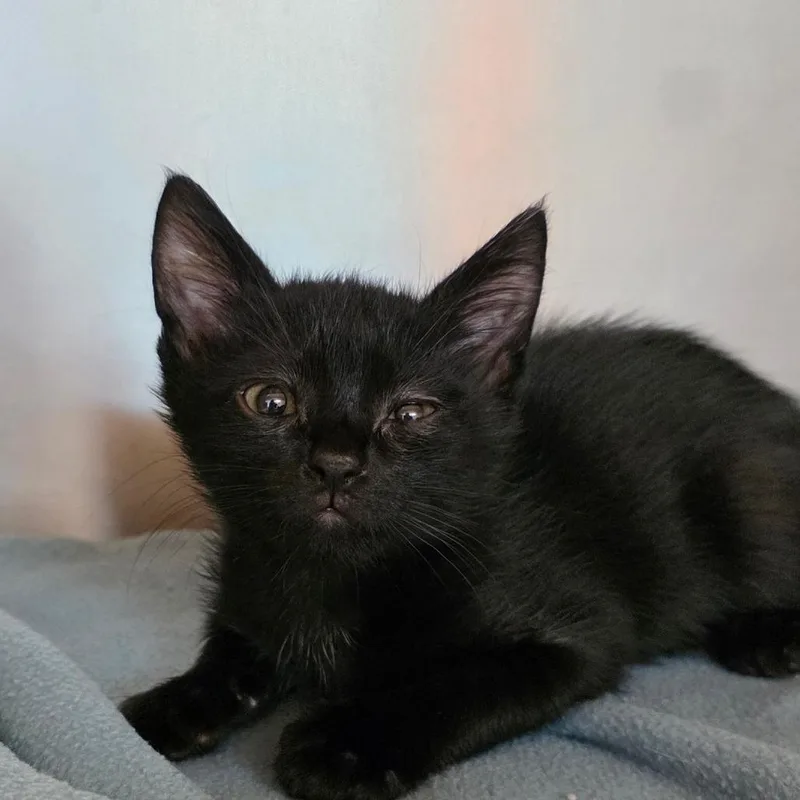 A baby small-sized male Black Domestic Short Hair cat named Leonardo DeCatrio for adoption in Buellton, CA