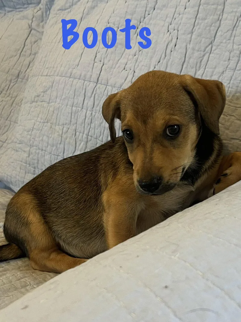 A baby medium-sized male Basset Hound dog named Boots for adoption in Pipe Creek, TX