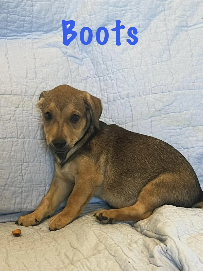 Boots thumbnail 3