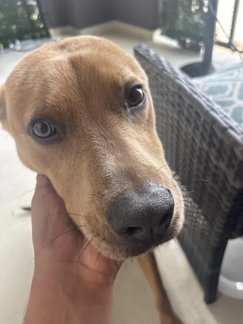Nova
