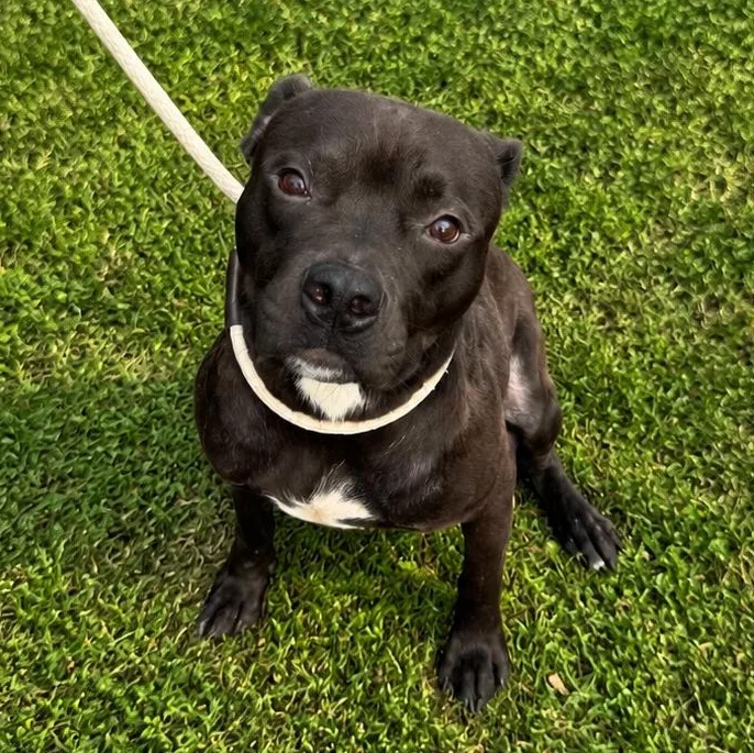 A baby medium-sized female Black Pit Bull Terrier dog named Liza for adoption in Jersey city, NJ