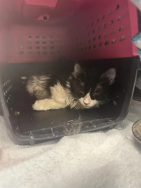 An adult medium-sized male Domestic Medium Hair cat named Alfonzo for adoption in West Valley City, UT