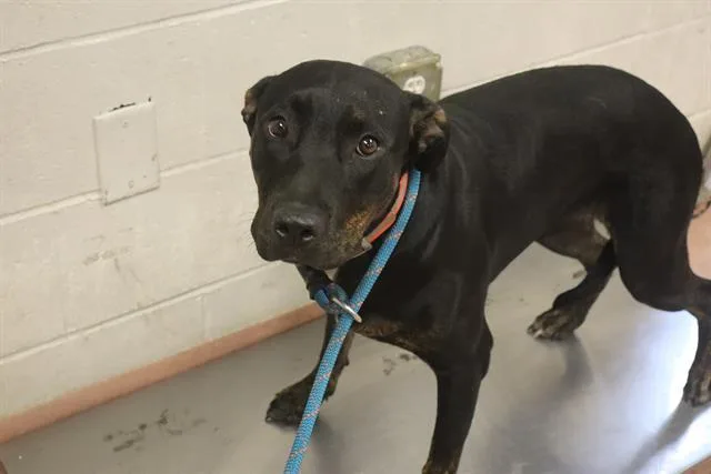 A young medium-sized female Mixed Breed dog named Savannah for adoption in Columbia, SC